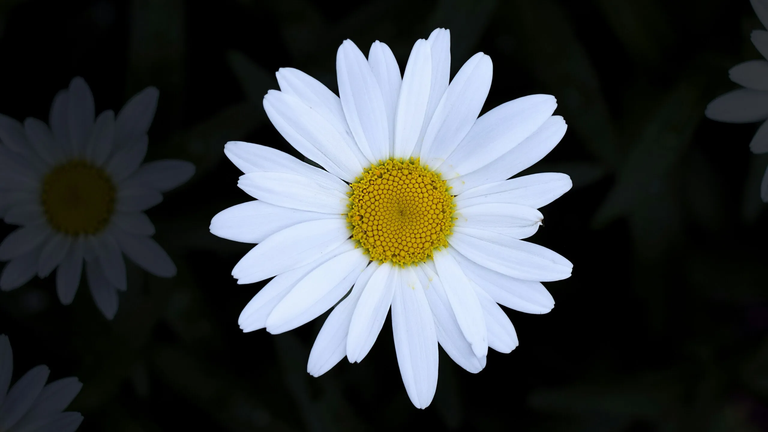 Flowers on a work floor, as context for fast order planning and up-to-date trading information.