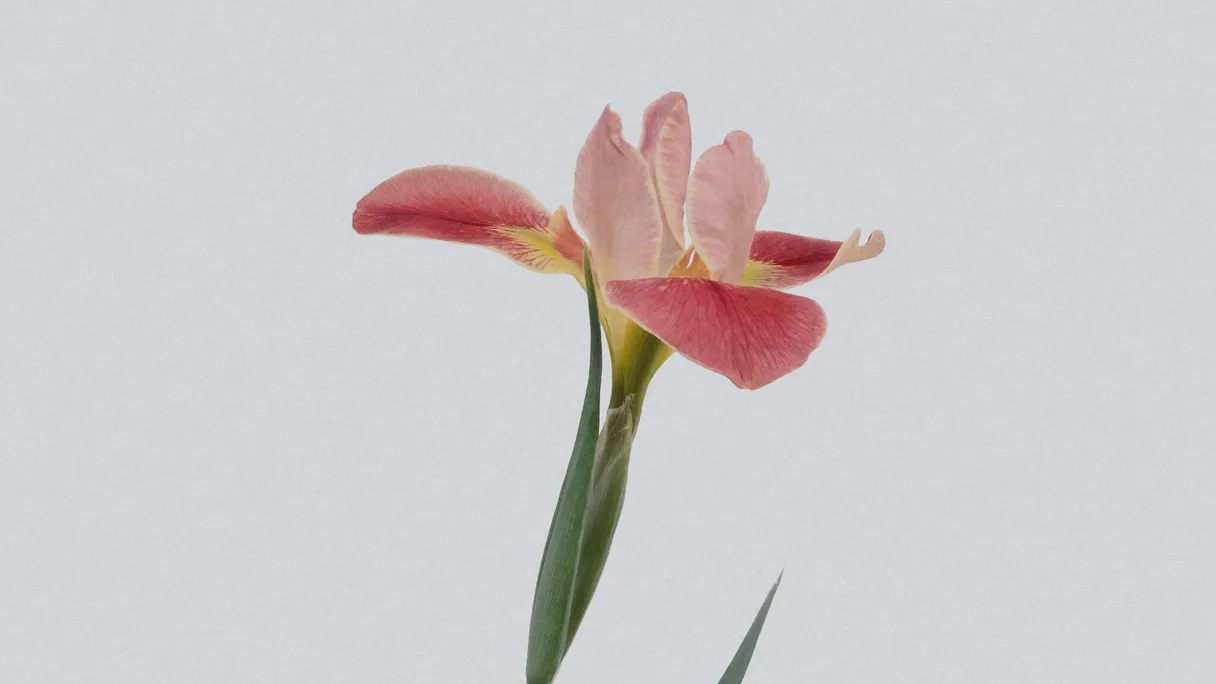 Bloemen in logistieke verwerking als beeld bij het Equaflor Portal en AI Jobs.